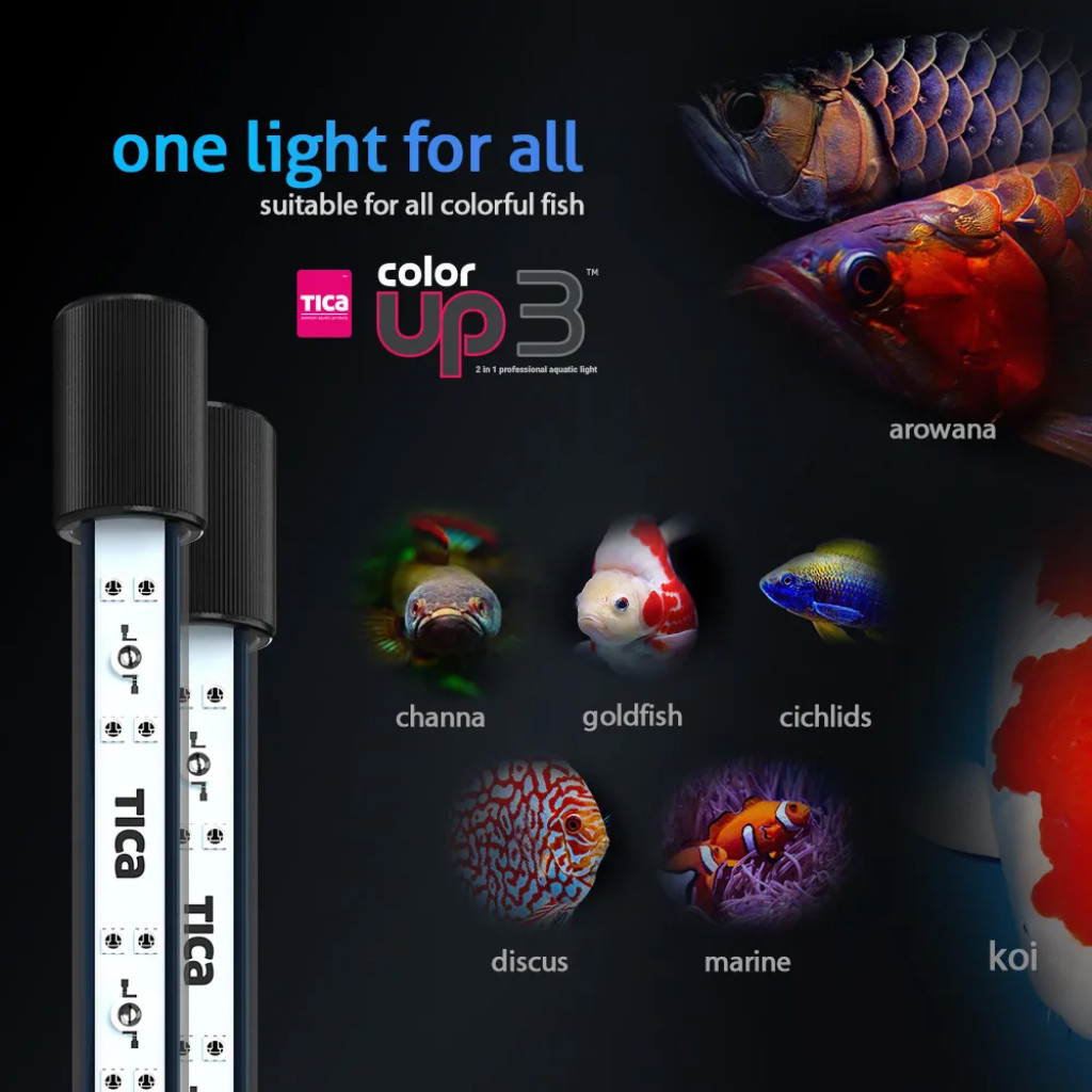 TICA COLOR UP 3 (2 in 1) Arowana Tanning Light | Enhance Arowana